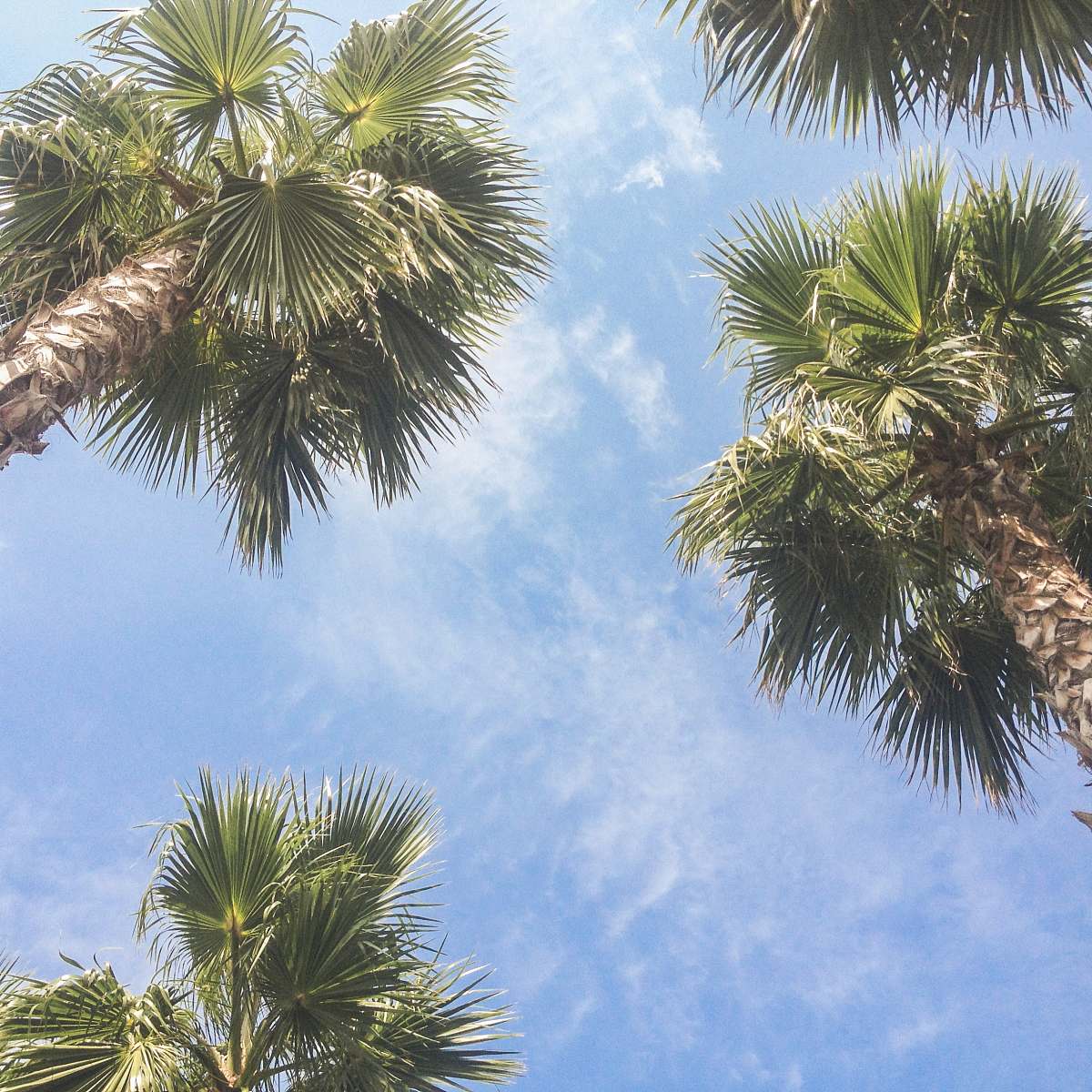 palm tree palm trees during daytime blue